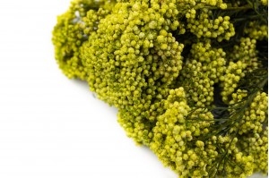 preserved-diosmirice-flower-6