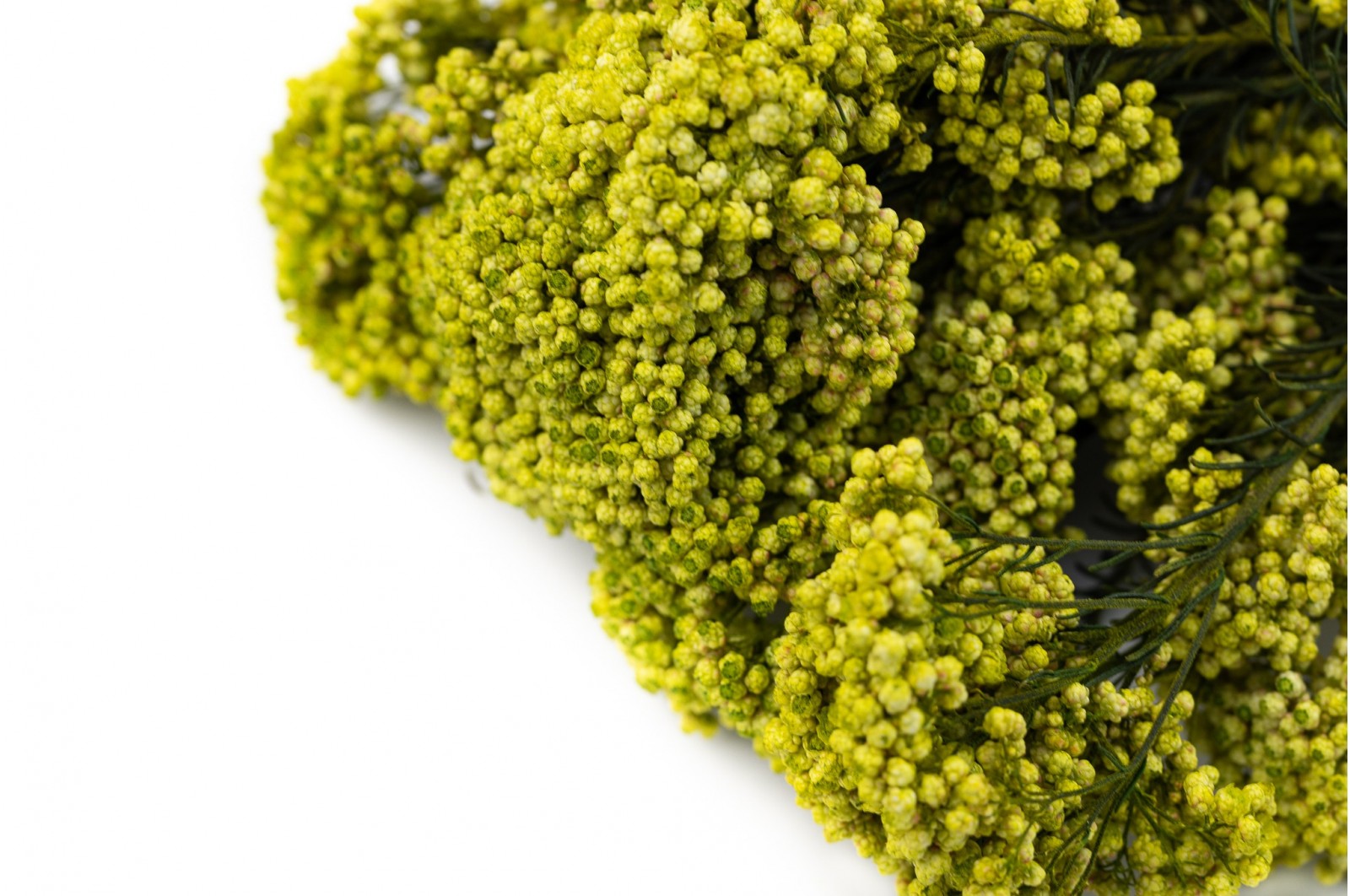 Stabilisierte Diosmi (6) stabilisierte-diosmi-6