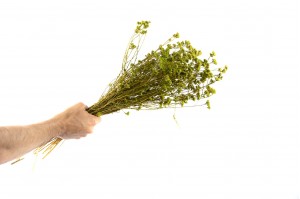 preserved-achillea-sylvestre-8.