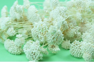 achillee-filipendula-stabilisee-8