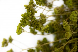 stabilisierter-achillee-filipendula-8