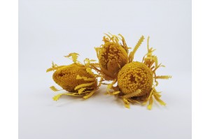 dried-banksia-hookerana-12.