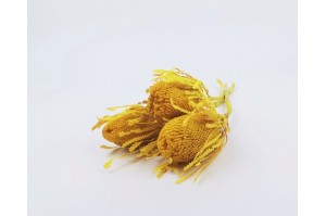 dried-banksia-hookerana-12.