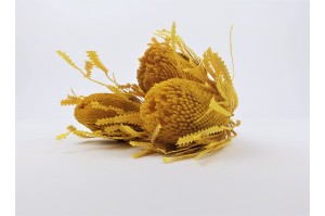 dried-banksia-hookerana-12.