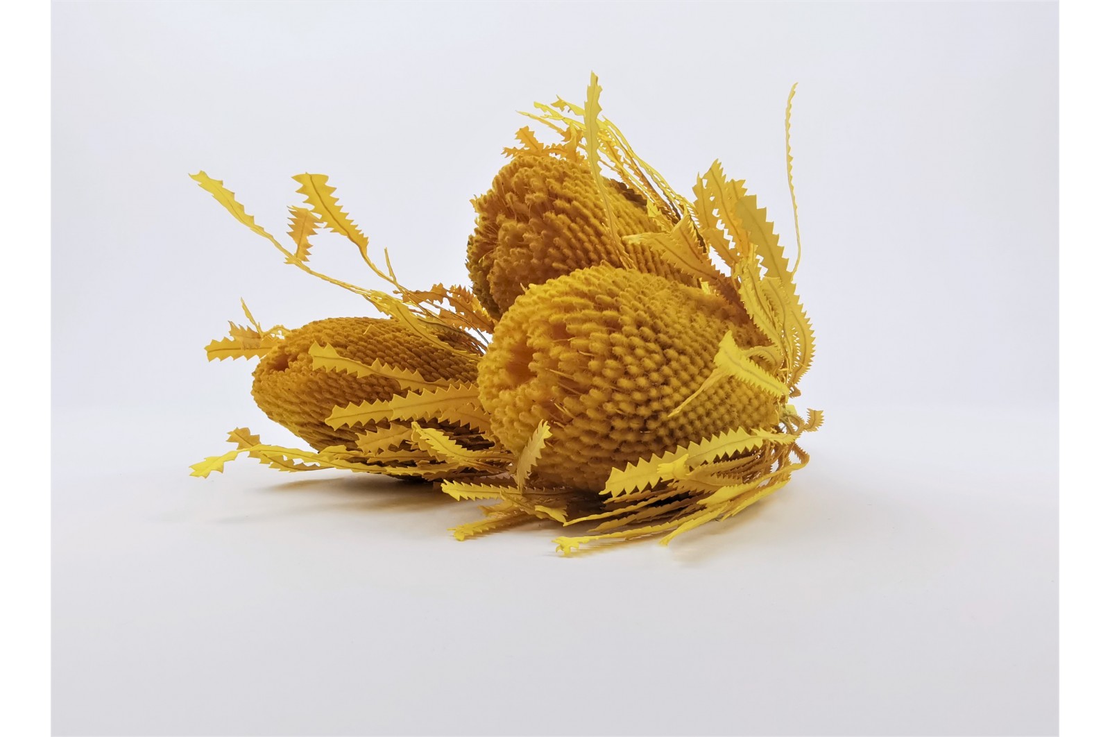 dried-banksia-hookerana-12
