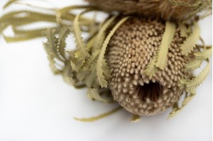 dried-banksia-hookerana-12.