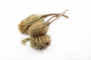 dried-banksia-hookerana-12.