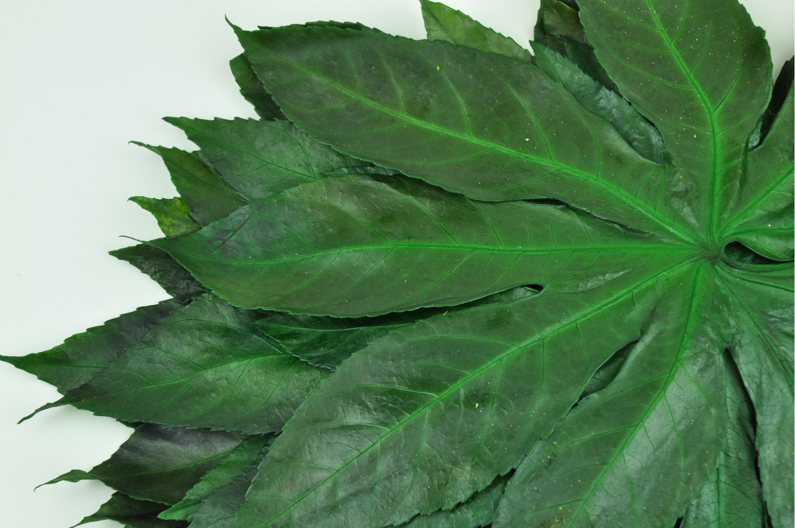 Feuilles d'Aralia stabilisées vertes feuilles-d-aralia-stabilisees-vertes