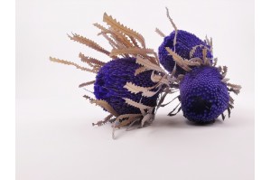 banksia-hookerana-seche-12.