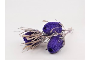banksia-hookerana-seche-12.