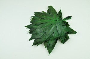 feuilles-d-aralia-stabilisees-vertes.