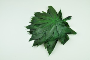 preserved-aralia-leaves-8.