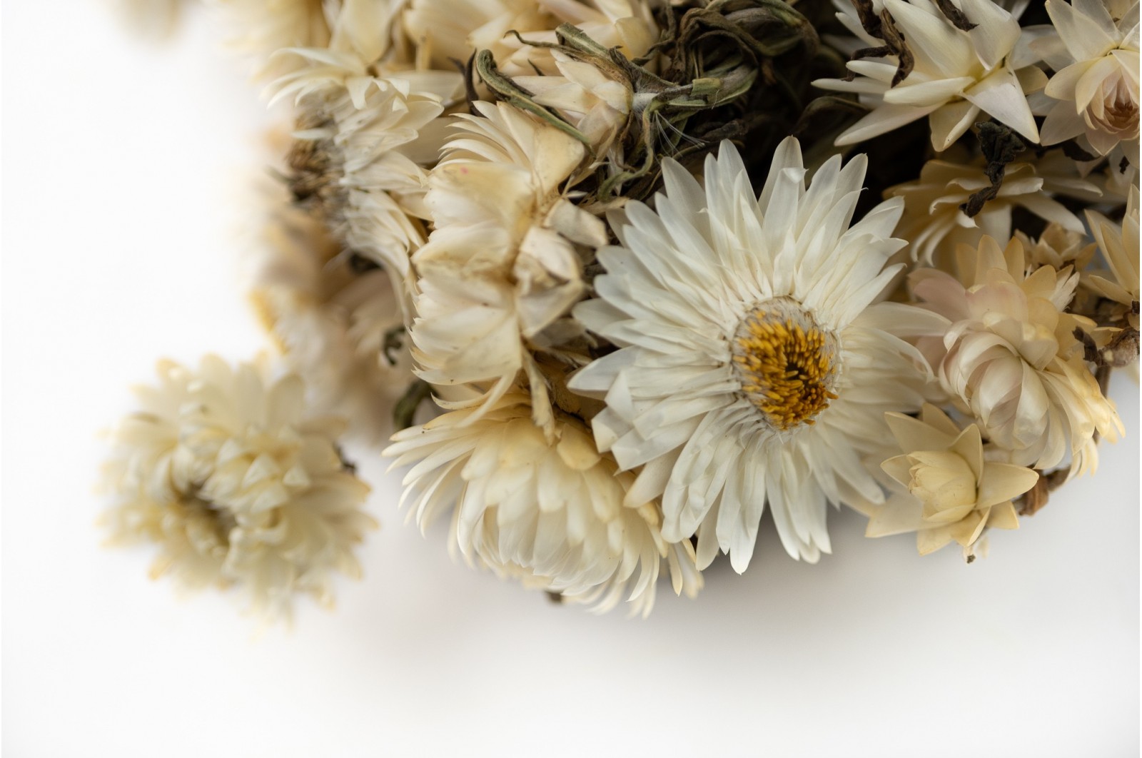 helichrysum-sec-26