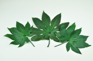 preserved-aralia-leaves-8.