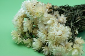 Dried helichrysum (8)