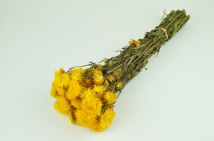 dried-helichrysum-8.