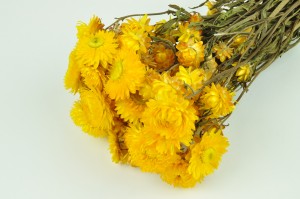 dried-helichrysum-8.