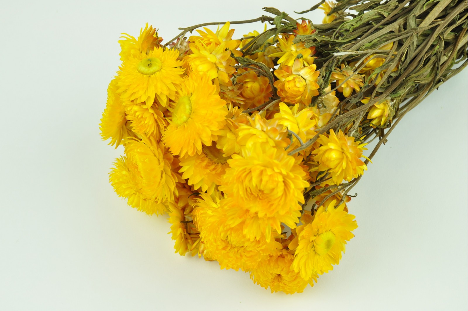 dried-helichrysum-8