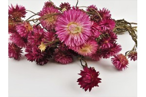 helichrysum-sec-8.