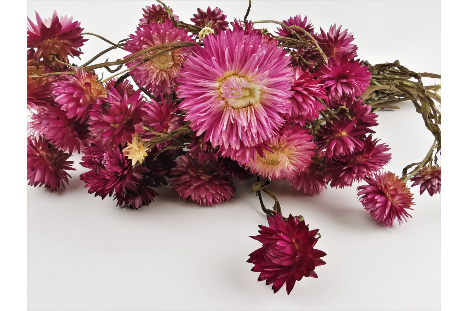 Helichrysum sec (8) helichrysum-sec-8