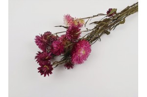 helichrysum-sec-8.