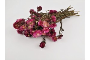 helichrysum-sec-8.
