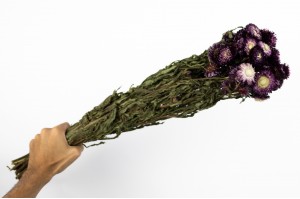 helichrysum-sec-8.
