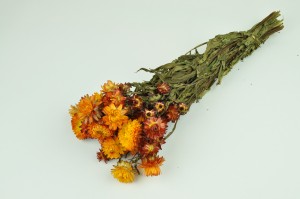 dried-helichrysum-8.