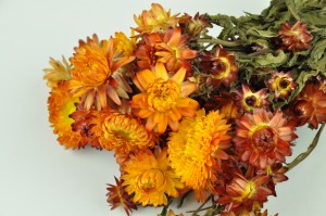 dried-helichrysum-8.