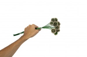 scabiosa-stabilisee-6.