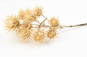 dried-wild-thistle-24.