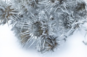 dried-wild-thistle-24.