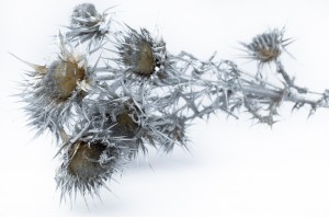 trockenes-wild-distel-24