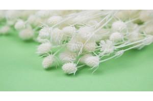 small-dried-thistle-19