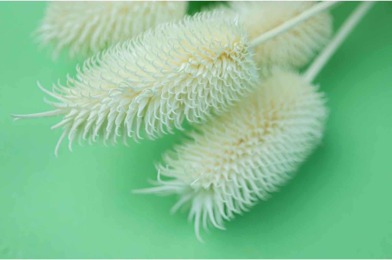 Dried thistle (8) Dried thistle (8)