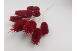 dried-thistle-8