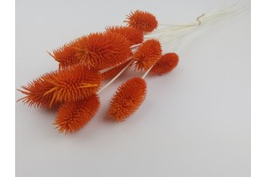 dried-thistle-8.