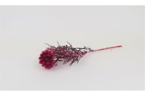 preserved-echinops-8