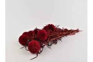 preserved-echinops-8.