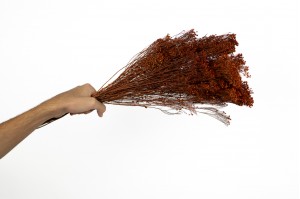 broom-bloom-sec-12.