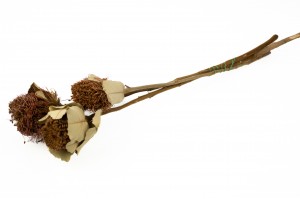 dried-banksia-coccinea-natur.