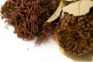 dried-banksia-coccinea-natur