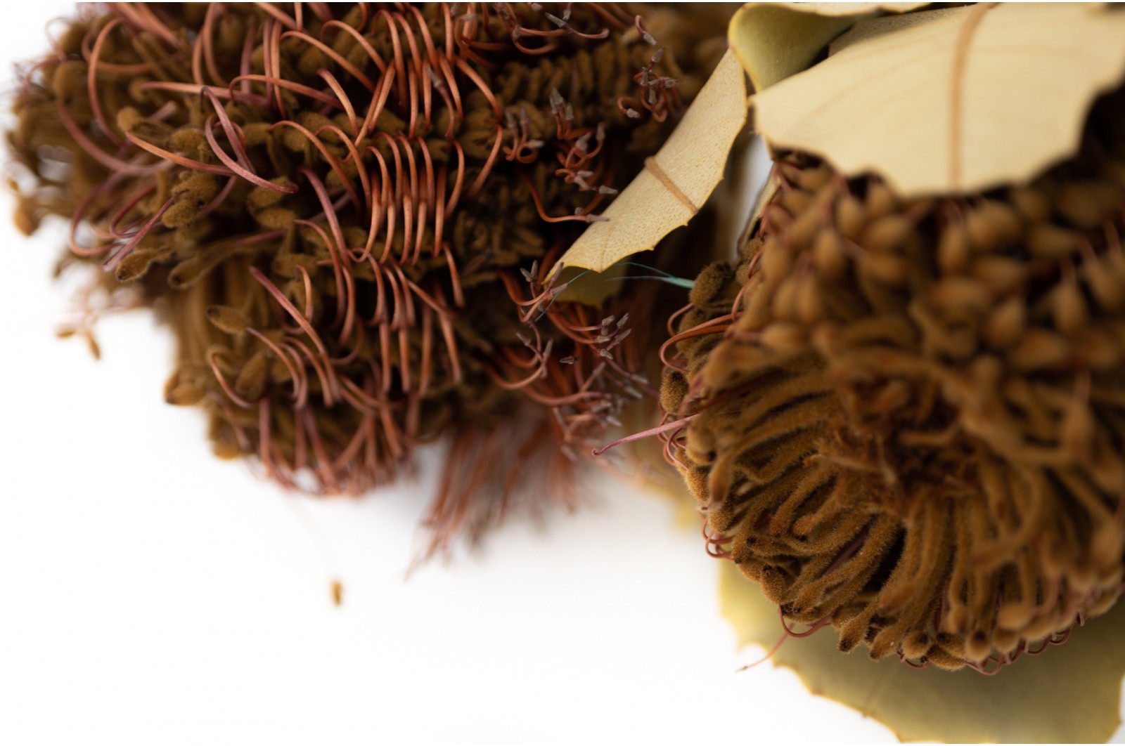 Trockene Banksia coccinea - natur trockene-banksia-coccinea-natur