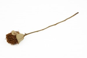 dried-banksia-coccinea-natur.