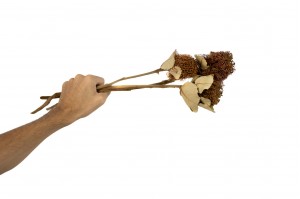 dried-banksia-coccinea-natur.