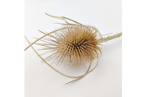 dried-thistle-12.