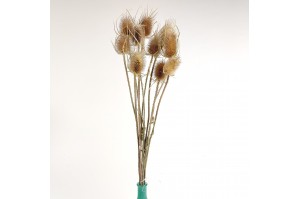 dried-thistle-12.