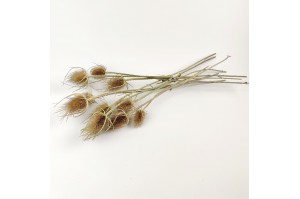 dried-thistle-12.