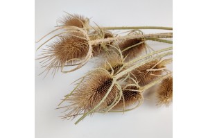dried-thistle-12.