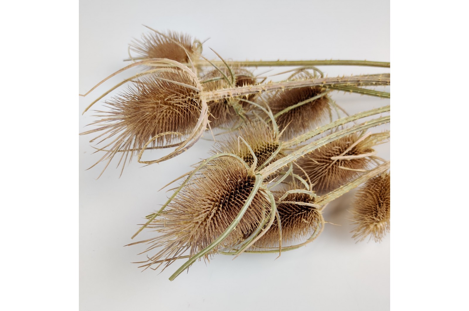 dried-thistle-12